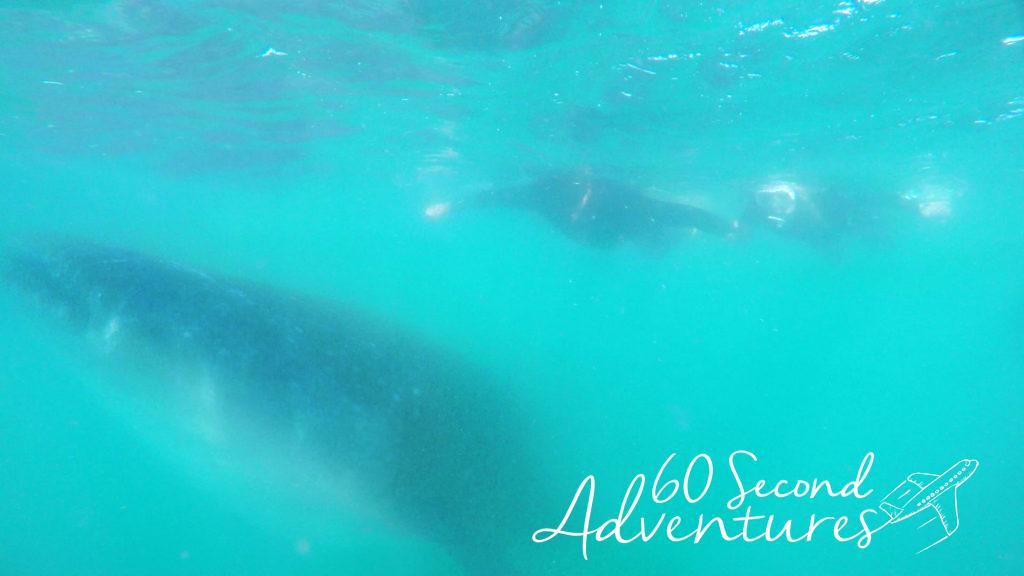 whale share diving in la paz