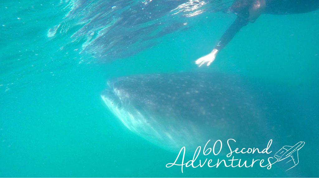 la paz, whale shark diving, where to go whale shark diving