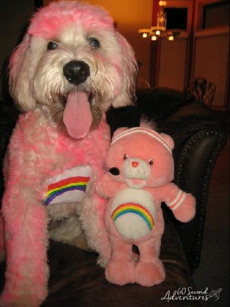 19 Great DIY Dog Halloween Costumes